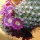 Page:Images fleurs. Photo:Cactus 1
