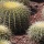 Page:photomosaic. Photo:Cactus 12