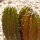 Page:Las Vegas images. Photo:Cactus 17