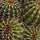 Page:Photos émoticônes. Photo:Cactus 25